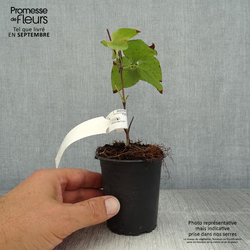 Amostra de Clematis Vyvyan Pennell Vaso de 8/9 cm tal como entregue no verão