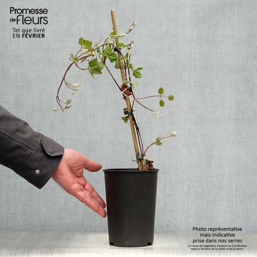 Amostra de Clematis Vyvyan Pennell Vaso de 2 L/3 L tal como entregue no inverno