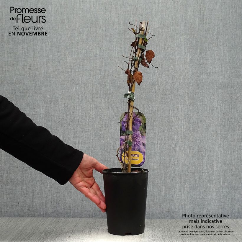 Amostra de Clematis Vyvyan Pennell Vaso de 2 L/3 L tal como entregue no outono
