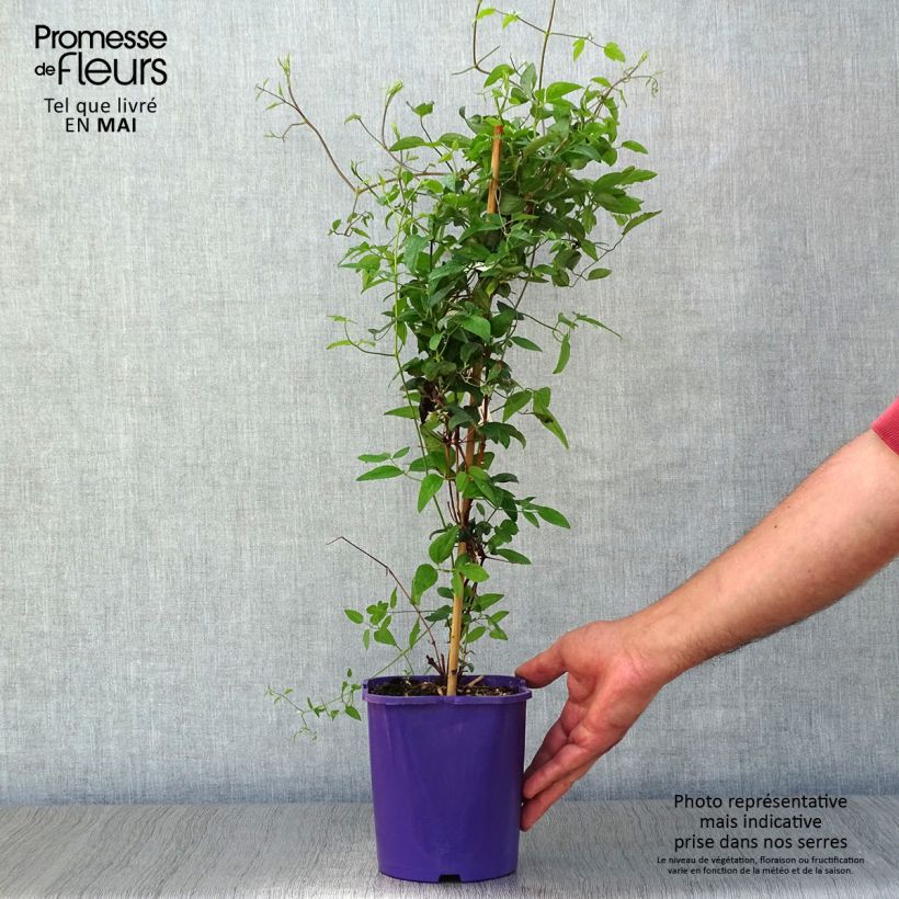 Amostra de Clematis Vyvyan Pennell Vaso de 2 L/3 L tal como entregue na primavera