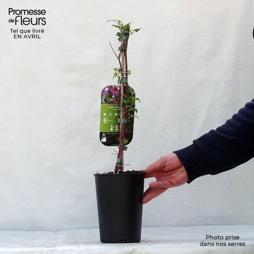 Amostra de Clematis Warszawska Nike Vaso de 2 L/3 L tal como entregue na primavera