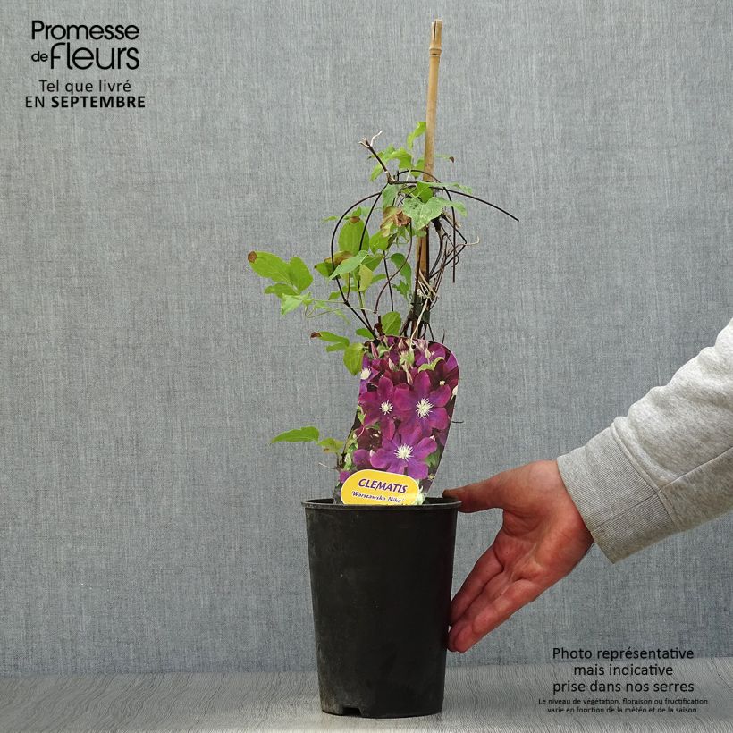 Amostra de Clematis Warszawska Nike Vaso de 2 L/3 L tal como entregue no outono