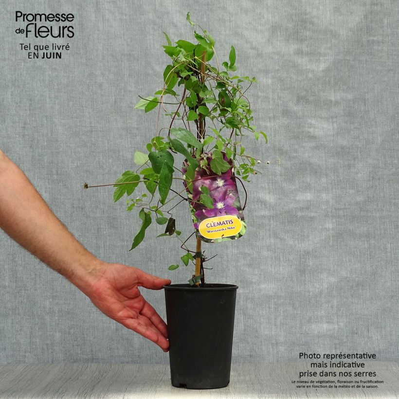 Amostra de Clematis Warszawska Nike Vaso de 2 L/3 L tal como entregue no verão