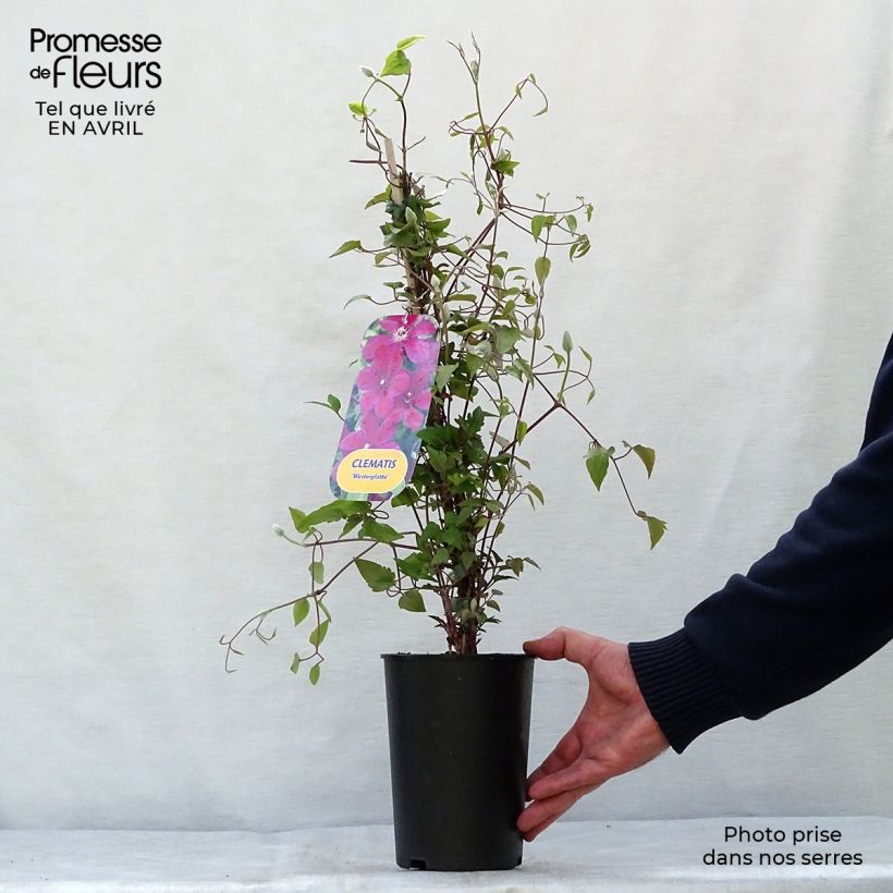Amostra de Clematis Westerplatte Vaso de 2 L/3 L tal como entregue na primavera