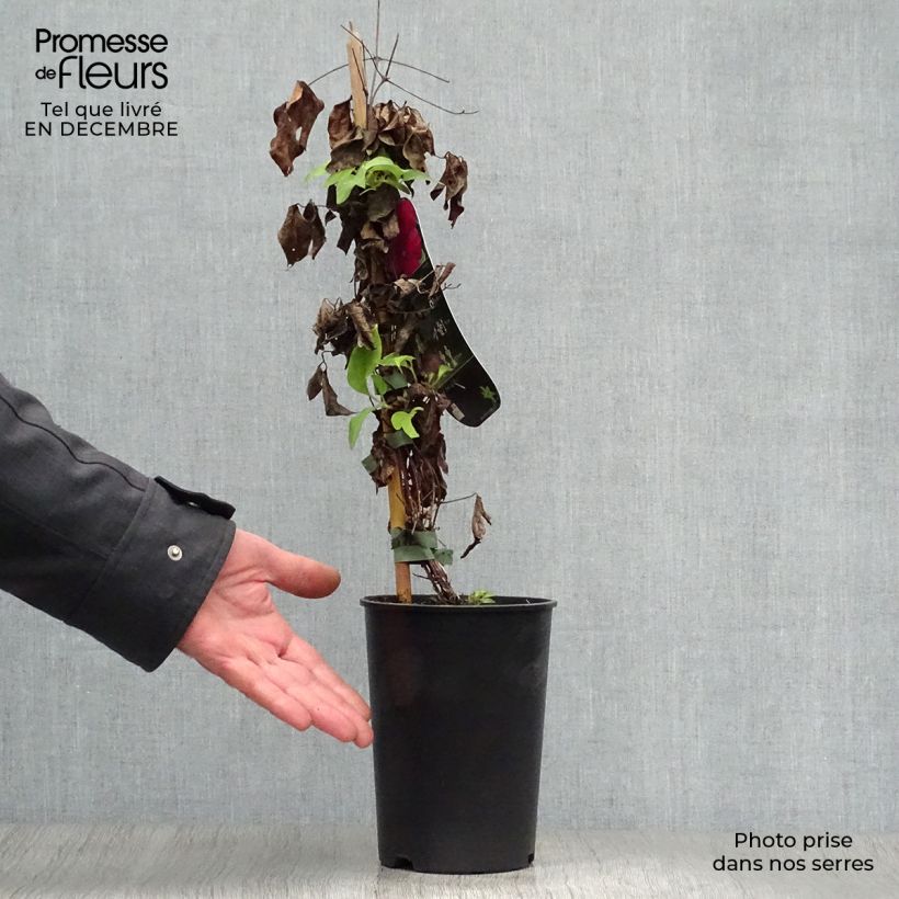 Amostra de Clématite - Clematis Westerplatte Vaso de 2 L/3 L tal como entregue no inverno