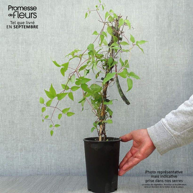 Amostra de Clematis Westerplatte Vaso de 2 L/3 L tal como entregue no outono