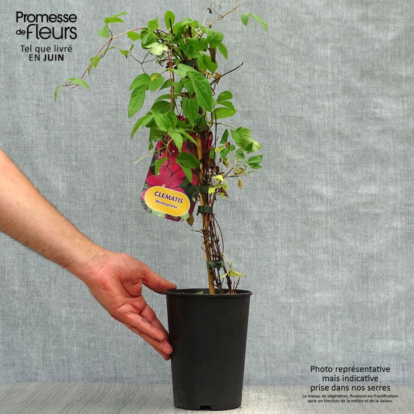 Amostra de Clematis Westerplatte Vaso de 2 L/3 L tal como entregue no verão