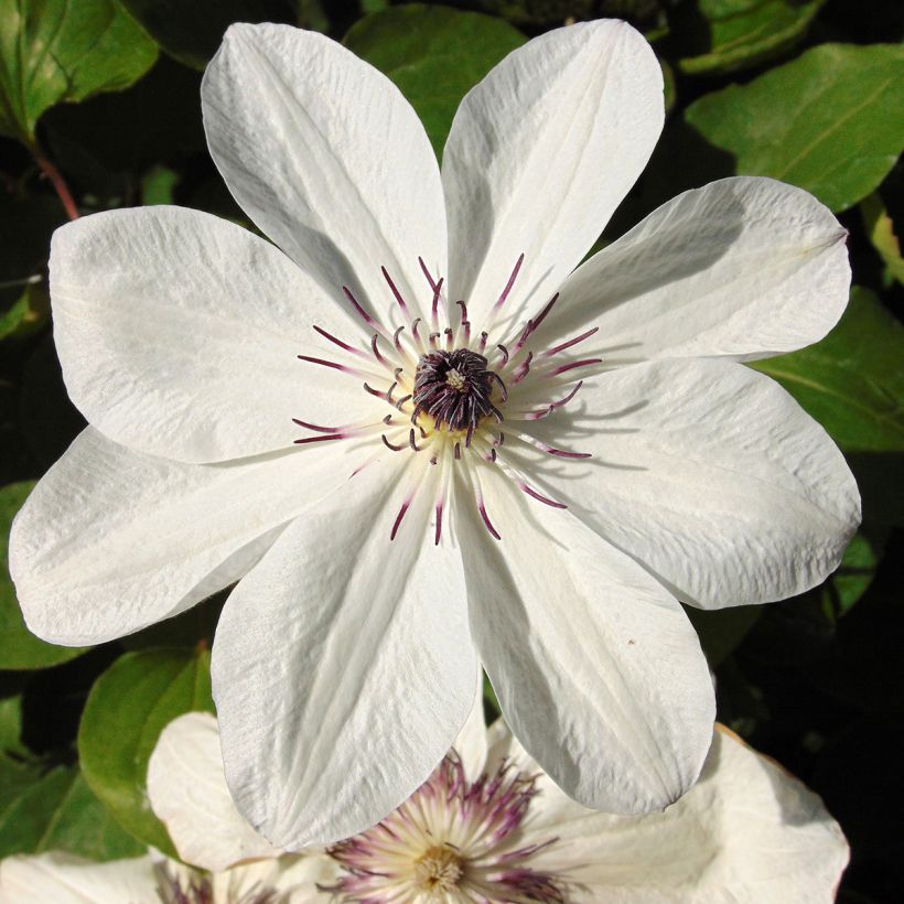 Clematis White Pearl (Floração)