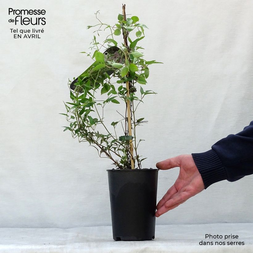 Amostra de Clematis White Pearl Vaso de 2 L/3 L tal como entregue na primavera