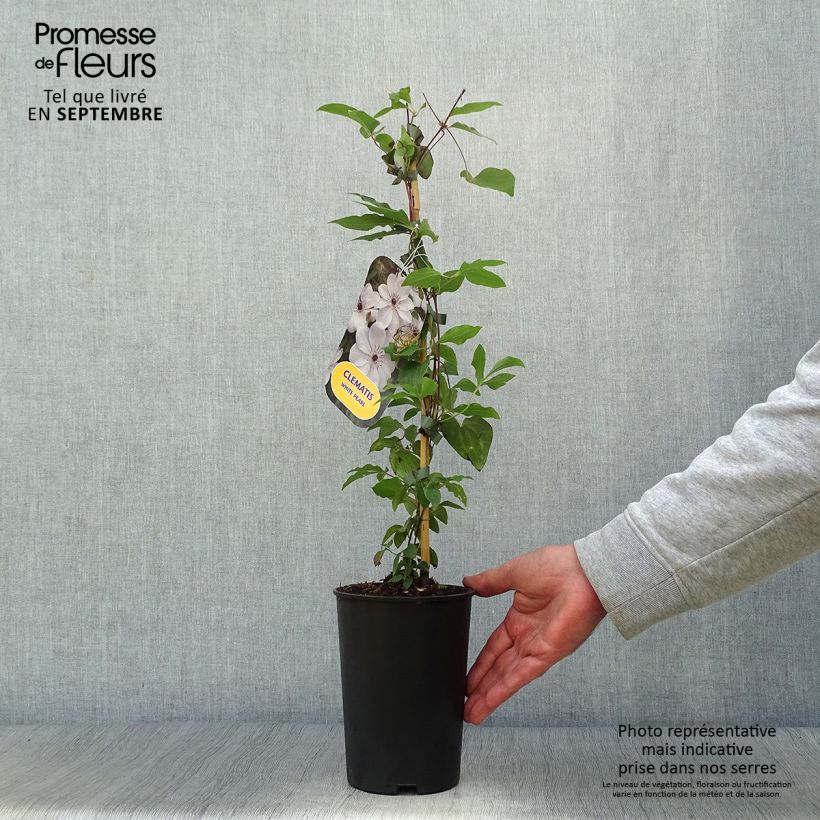 Amostra de Clematis White Pearl Vaso de 2 L/3 L tal como entregue no outono