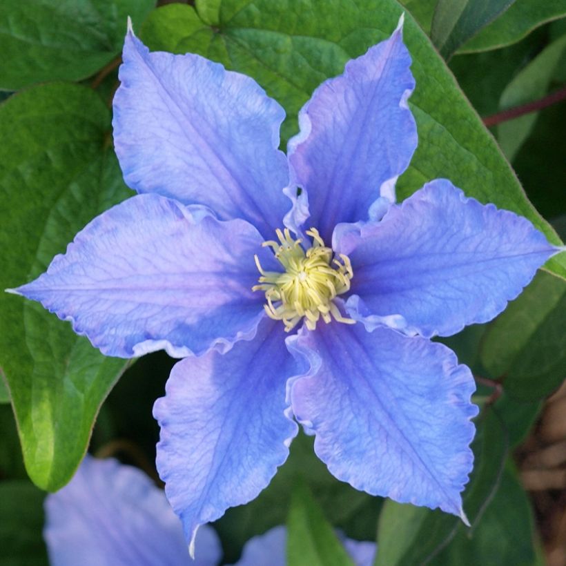 Clematis Will Goodwin (Floração)