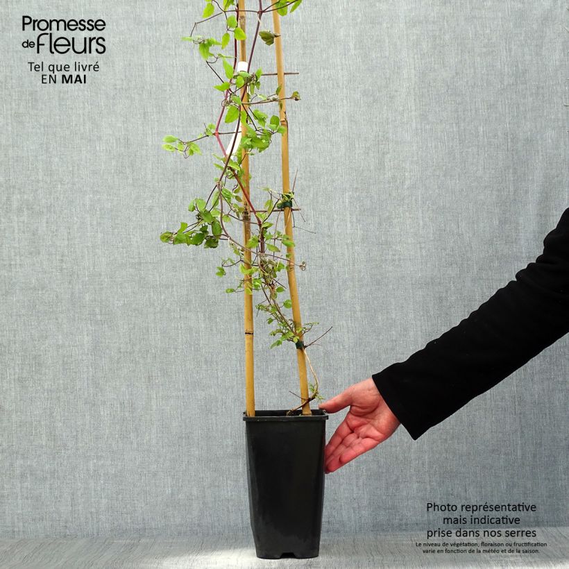 Amostra de Clematis Will Goodwin - Clematite de grandes flores Vaso de 2 L/3 L tal como entregue na primavera