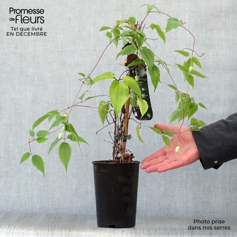 Amostra de Clematis urophylla Winter Beauty Vaso de 2 L/3 L tal como entregue no inverno