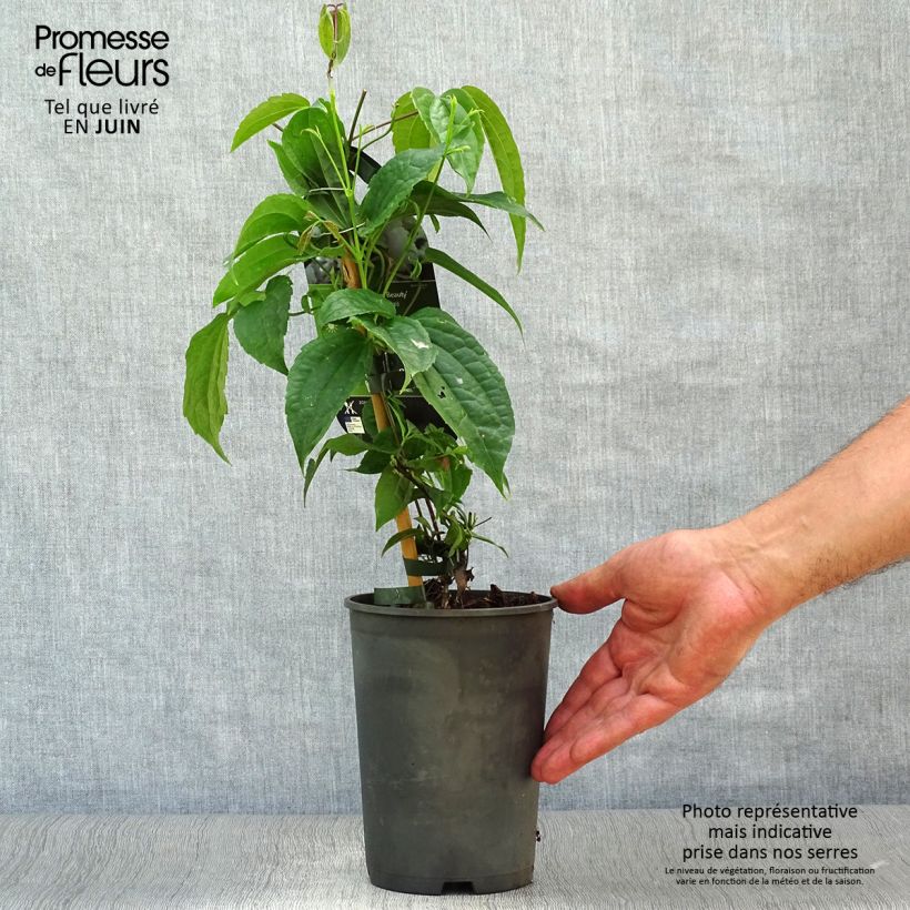Amostra de Clematis urophylla Winter Beauty Vaso de 2 L/3 L tal como entregue no verão