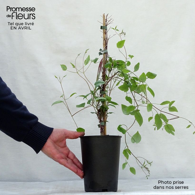 Amostra de Clematis Wonderful Vaso de 2 L/3 L tal como entregue na primavera