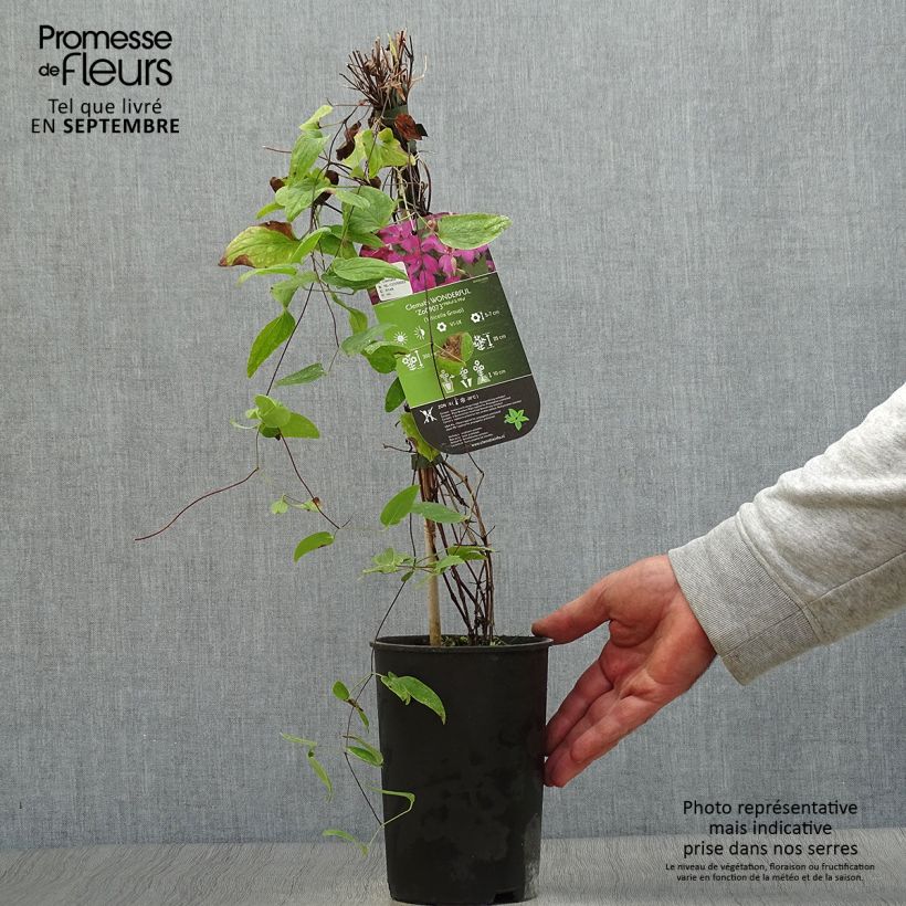 Amostra de Clematis Wonderful Vaso de 2 L/3 L tal como entregue no outono