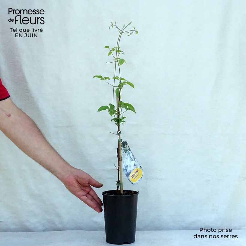 Amostra de Clematis Yukikomachi Vaso de 2 L/3 L tal como entregue no verão