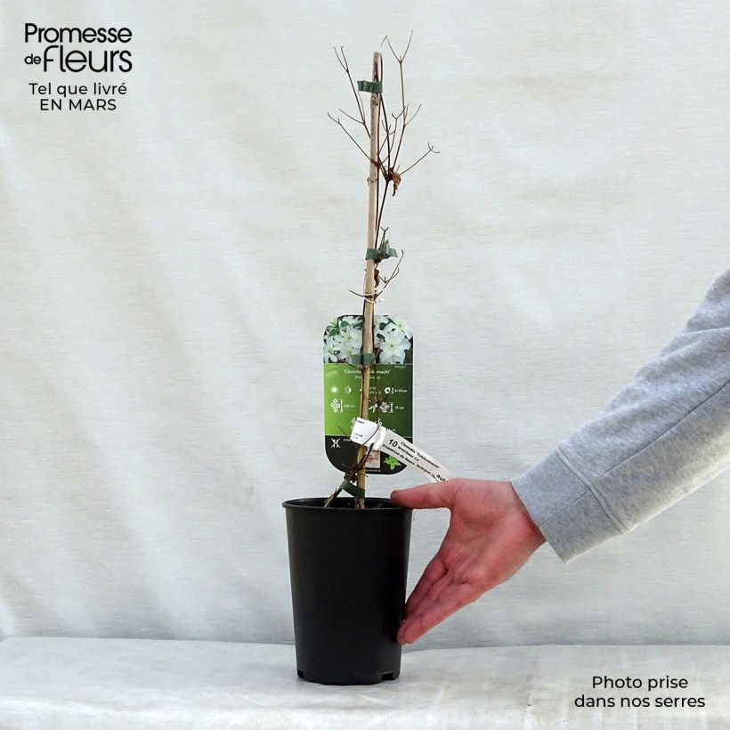 Amostra de Clematis Yukikomachi Vaso de 2 L/3 L tal como entregue na primavera