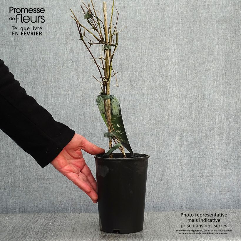 Amostra de Clématite - Clematis Yukikomachi Vaso de 2 L/3 L tal como entregue no inverno