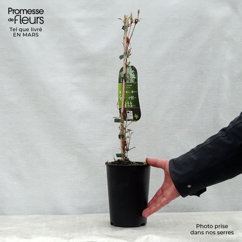 Amostra de Clematis Yukiokoshi Vaso de 2 L/3 L tal como entregue na primavera
