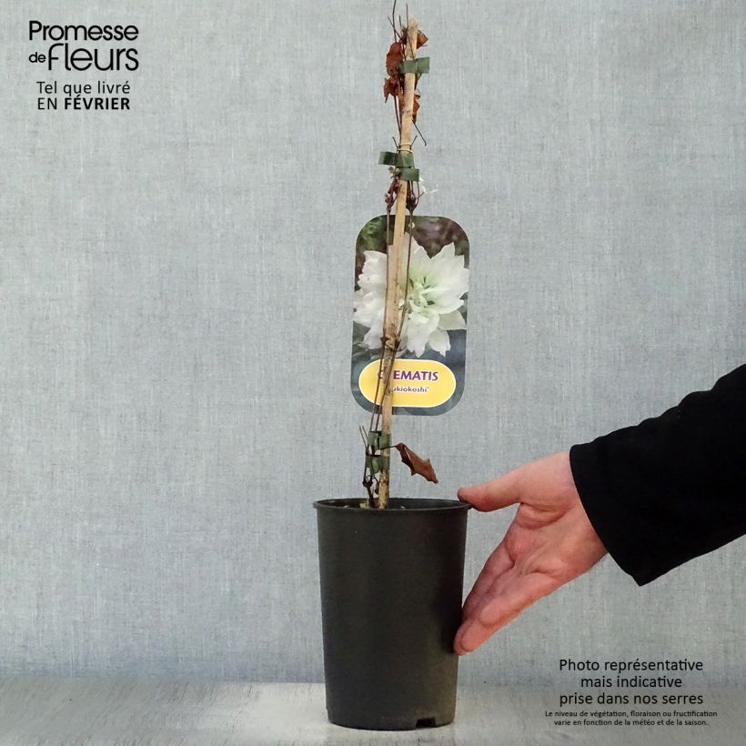 Amostra de Clématite - Clematis Yukiokoshi Vaso de 2 L/3 L tal como entregue no inverno