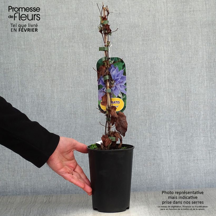 Amostra de Clématite - Clematis Yvette Houry Vaso de 1,5 L/2 L tal como entregue no inverno