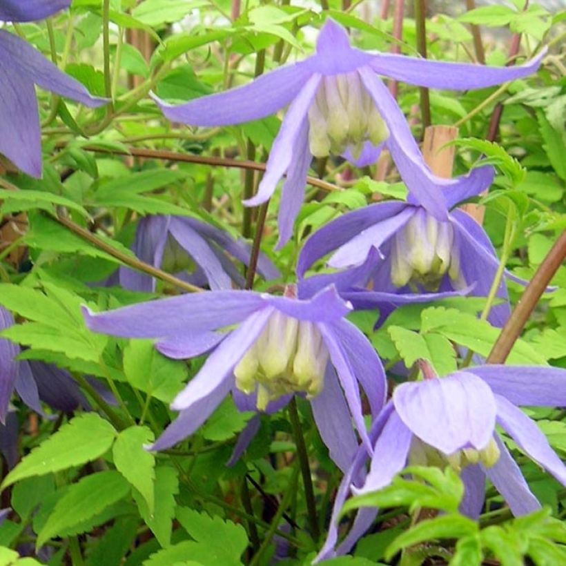 Clematis alpina (Floração)
