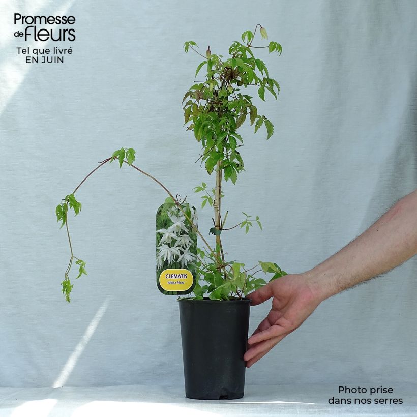 Amostra de Clematis alpina Plena Vaso de 2 L/3 L tal como entregue no verão