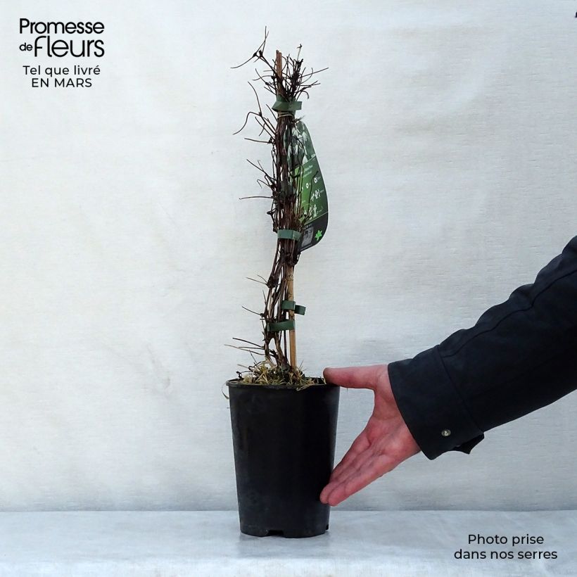 Amostra de Clematis alpina Plena Vaso de 2 L/3 L tal como entregue na primavera