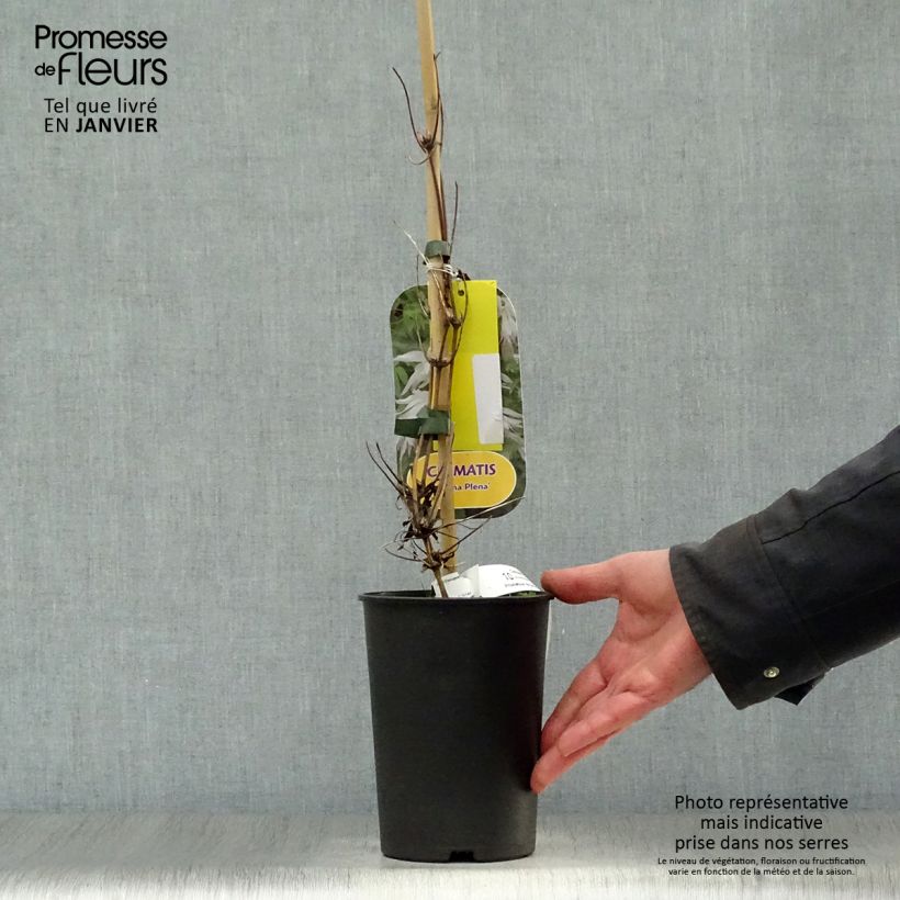 Amostra de Clématite - Clematis alpina Albina Plena Vaso de 2 L/3 L tal como entregue no inverno