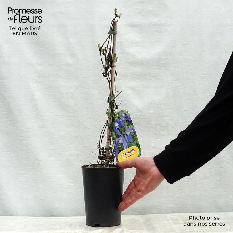 Amostra de Clematis Francis Rivis Vaso de 2 L/3 L tal como entregue na primavera