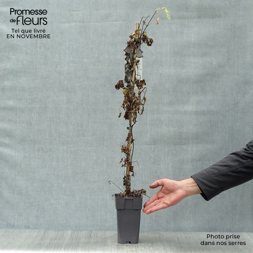 Amostra de Clematis Ocean Pearl Vaso de 2 L/3 L tal como entregue no outono