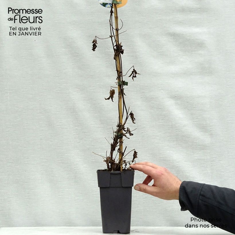 Amostra de Clematis Ocean Pearl Vaso de 2 L/3 L tal como entregue no inverno