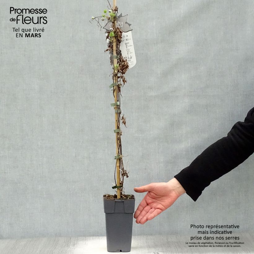 Amostra de Clematis Ocean Pearl Vaso de 2 L/3 L tal como entregue na primavera