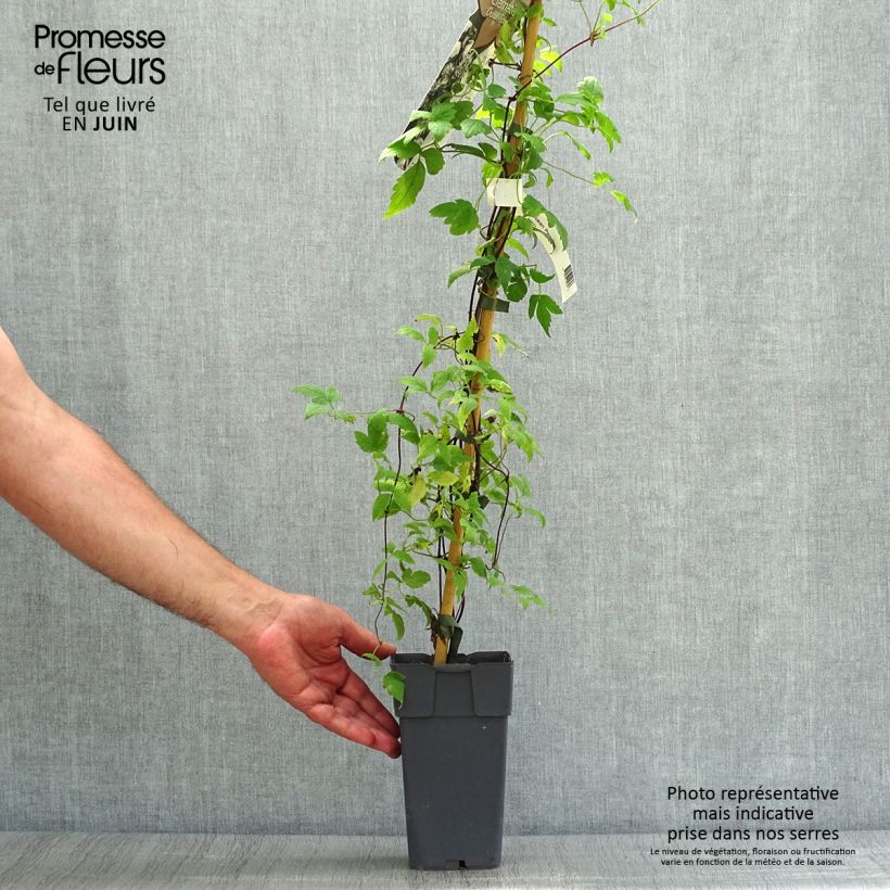 Amostra de Clematis Ocean Pearl Vaso de 2 L/3 L tal como entregue no verão