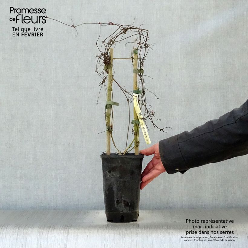 Amostra de Clématite - Clematis alpina  Vaso de 2 L/3 L tal como entregue no inverno
