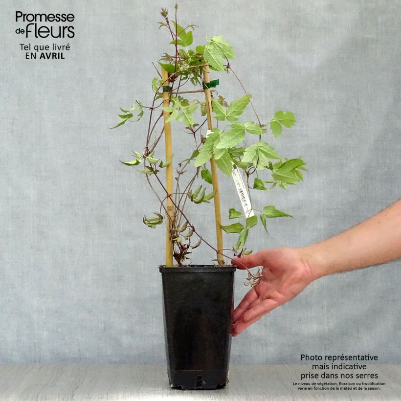Amostra de Clematis alpina Vaso de 2 L/3 L tal como entregue na primavera