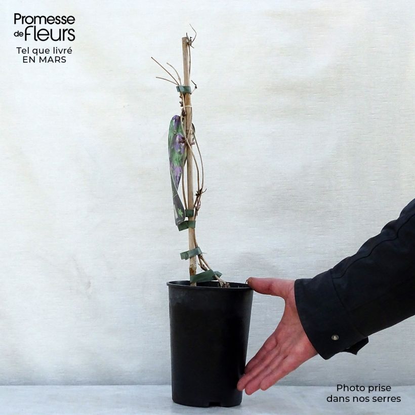 Amostra de Clematis alpina Ruby Vaso de 2 L/3 L tal como entregue na primavera