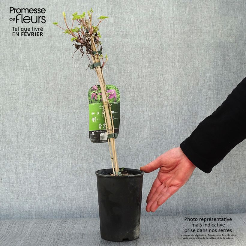 Amostra de Clématite - Clematis alpina Ruby Pot de 2L/3L tal como entregue no inverno