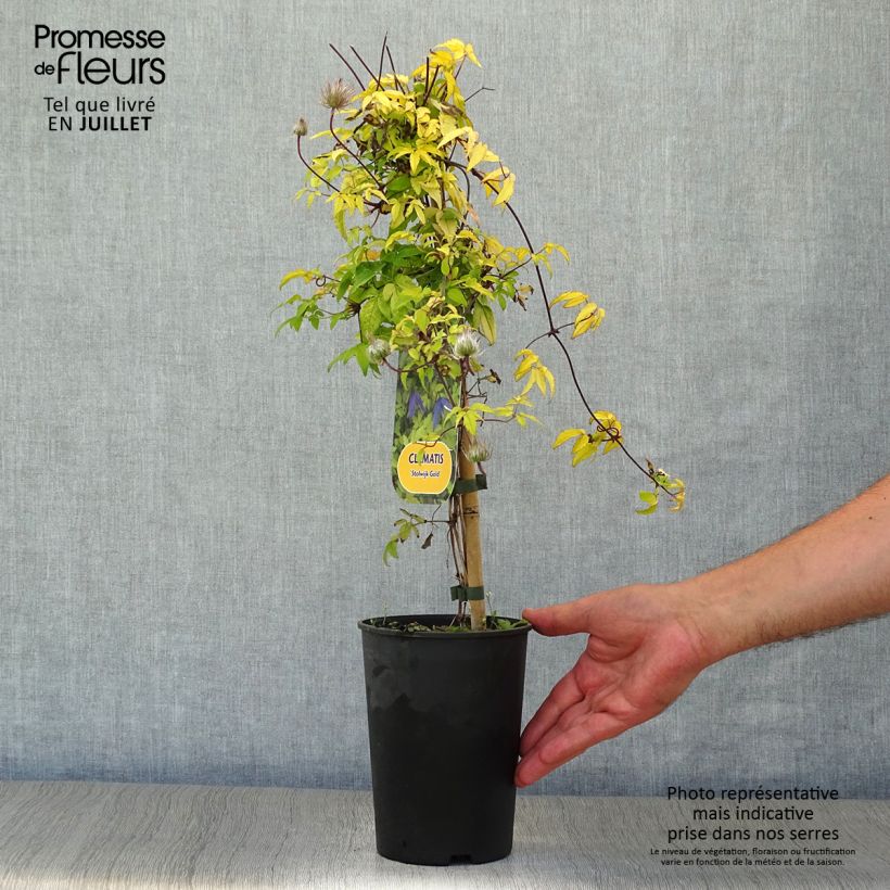 Amostra de Clematis Stolwijk Gold Vaso de 2 L/3 L tal como entregue no verão