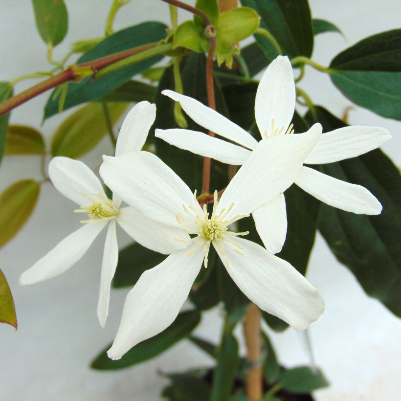 Clematis armandii (Floração)