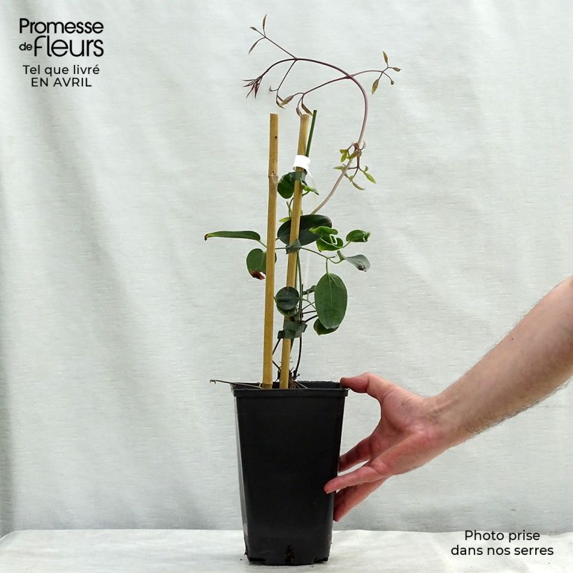 Amostra de Clematis Apple Blossom Vaso de 2 L/3 L tal como entregue na primavera