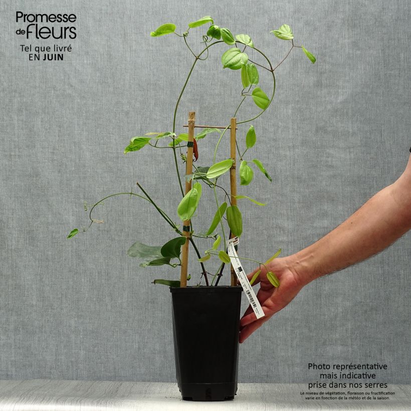 Amostra de Clematis Hendersonii Rubra Vaso de 2 L/3 L tal como entregue no verão