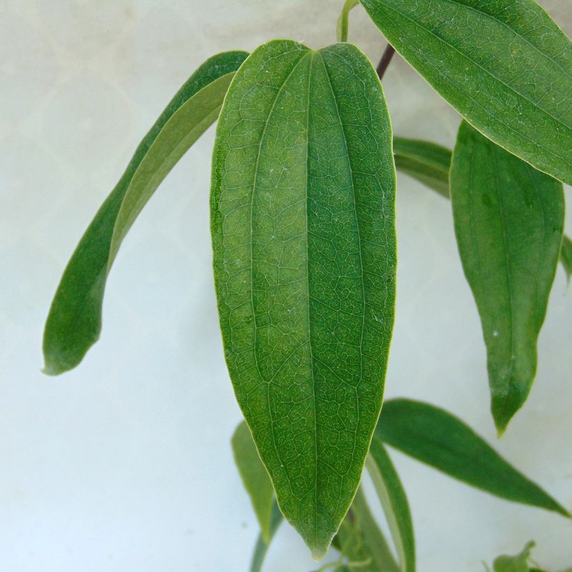 Clematis Little White Charm (Folhagem)