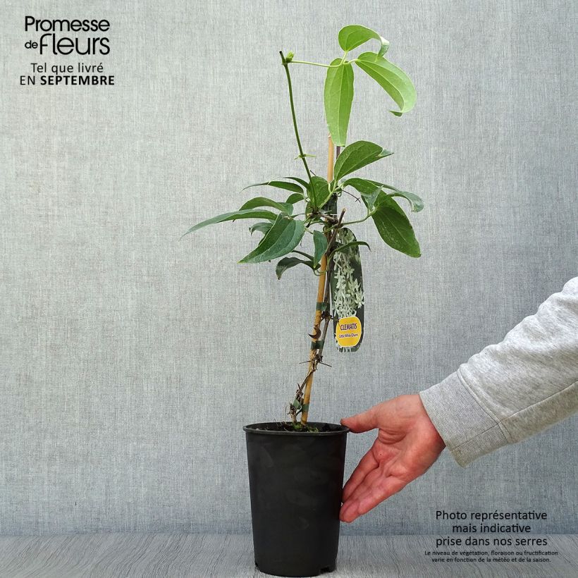 Amostra de Clematis Little White Charm Vaso de 2 L/3 L tal como entregue no outono