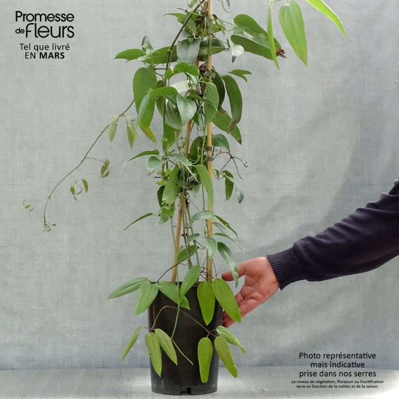 Amostra de Clematis armandii - Clematite perene Vaso de 4 L/5 L tal como entregue na primavera