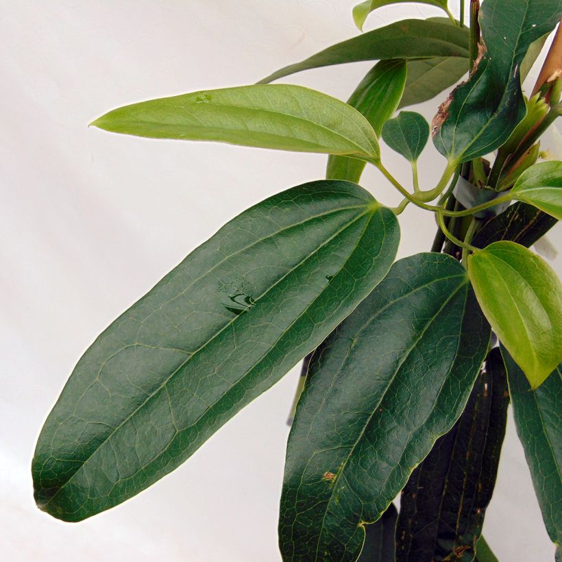 Clematis Snowdrift (Folhagem)