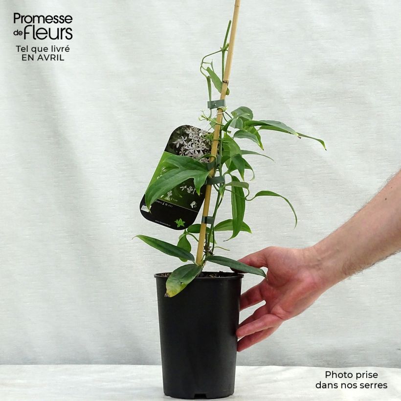 Amostra de Clematis Snowdrift Vaso de 2 L/3 L tal como entregue na primavera