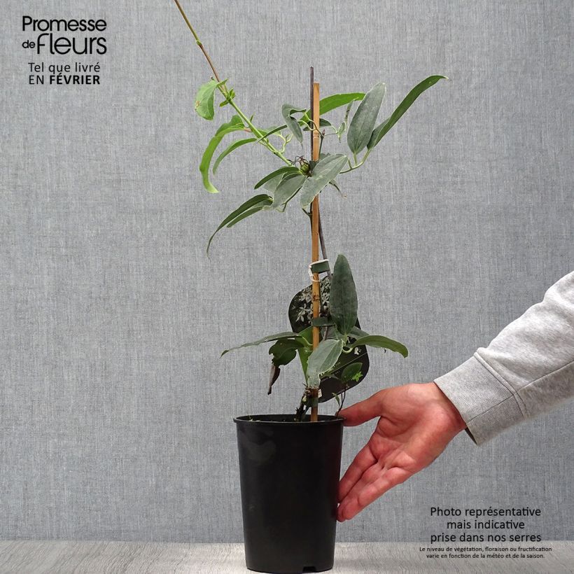 Amostra de Clematis Snowdrift Vaso de 2 L/3 L tal como entregue no outono