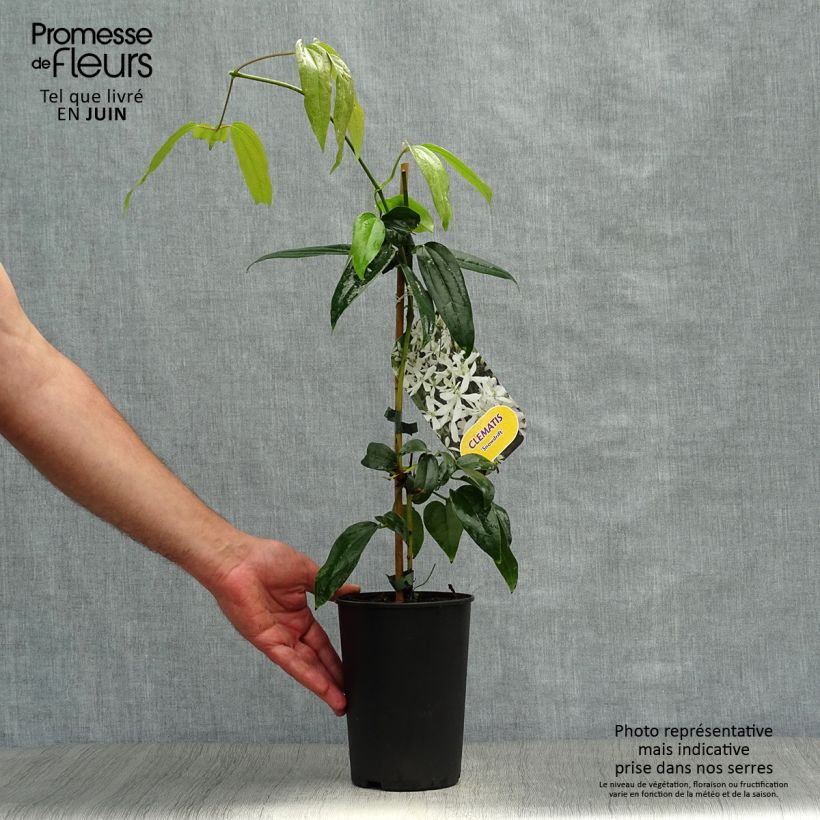 Amostra de Clematis Snowdrift Vaso de 2 L/3 L tal como entregue no verão